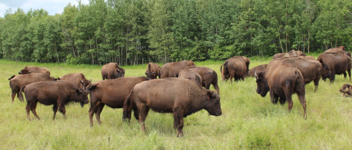Bison heard at ANPO-Bison Ranch near Rossburn, Manitoba